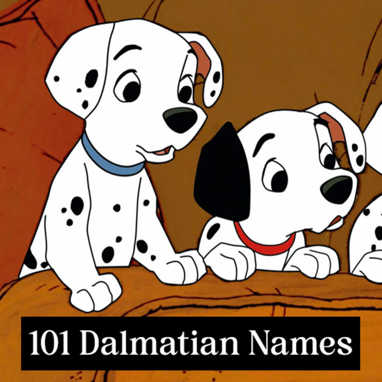 101 Dalmatians Names: A Complete List